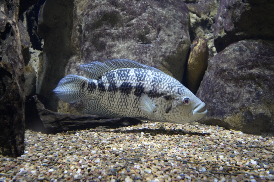 鱼缸水下自然岩石间观赏鱼动物