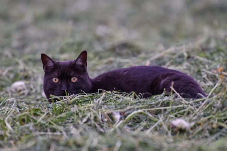 户外自然草坪黑色可爱宠物猫