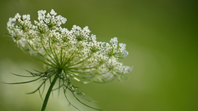 蕾丝花鲜花自然风光优美风景高清桌面壁纸