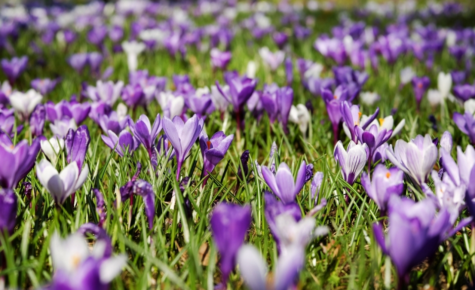 野外草地上盛开的紫色花朵美景