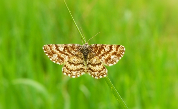 户外碧绿草地虚化背景蝴蝶昆虫特写
