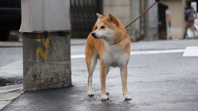 日本国犬秋田犬高清桌面壁纸