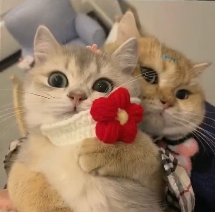 可爱猫咪情侣头像图片