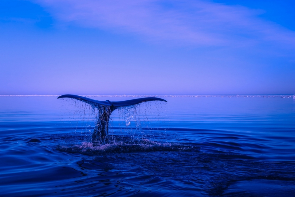 鲸鱼尾大海入水唯美摄影