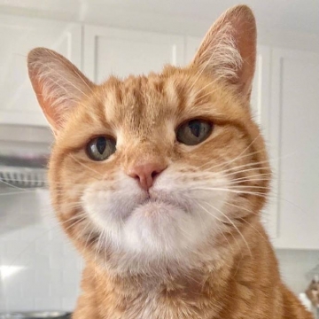 满脸都写着不开心的橘猫写真