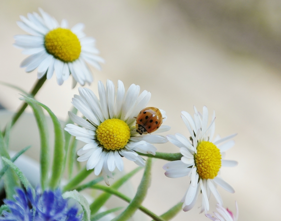 七星瓢虫在白色菊花上的摄影