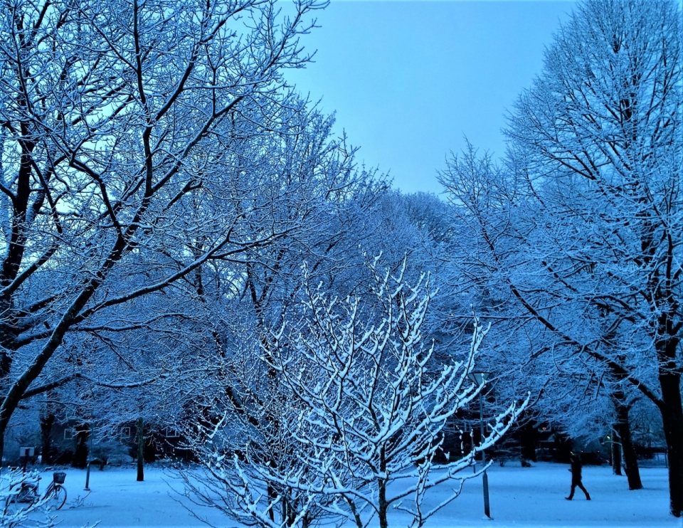 冬天白色树林雪地公园风景