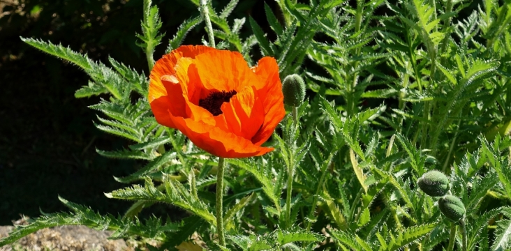 阳光户外自然绿色叶子橙色花朵植物