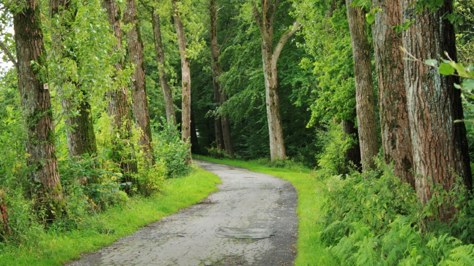 自驾游出行欣赏公路两边风景高清壁纸