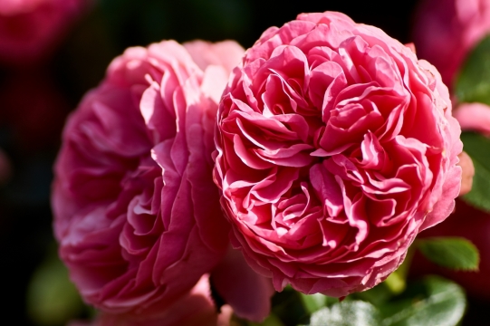 阳光户外自然粉色花朵绿色枝叶植物