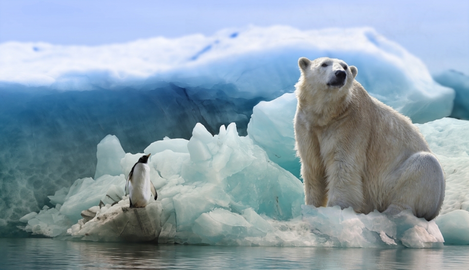 北极融化冰面上站立北极熊企鹅生物