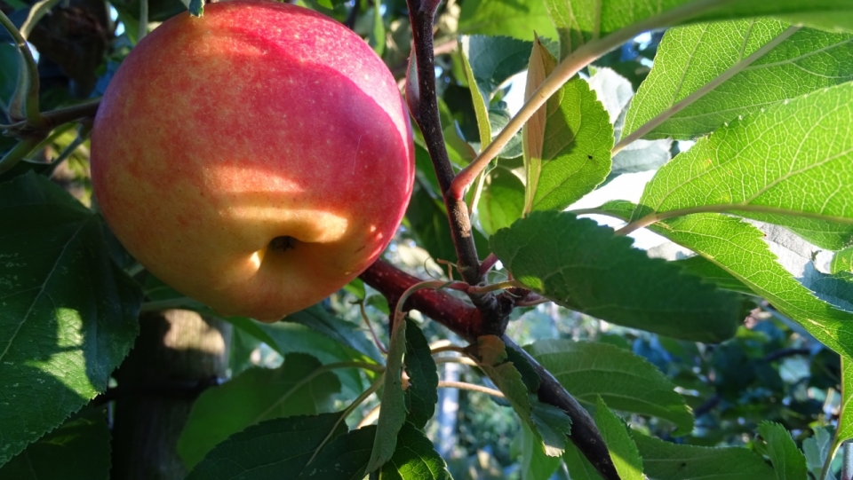 绿色苹果树上的苹果美食水果食物