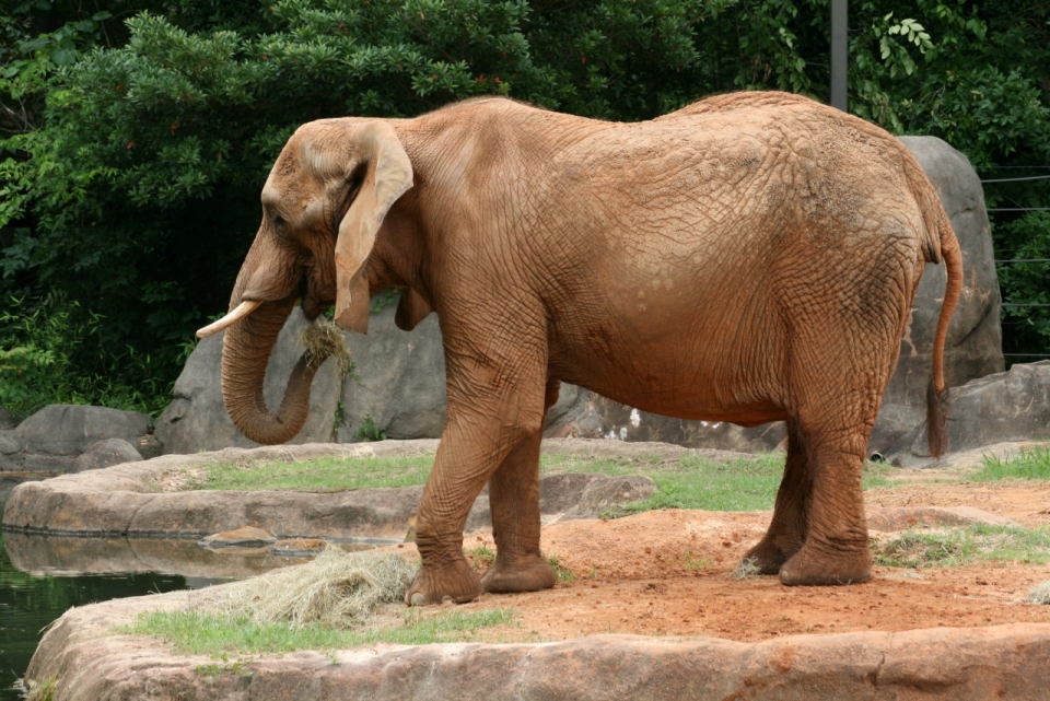 动物园湖边大象动物摄影