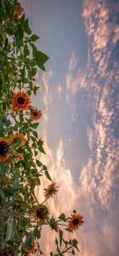 唯美向日葵花朵图片