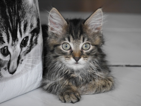 室内白色床铺绿色眼镜可爱狸花猫