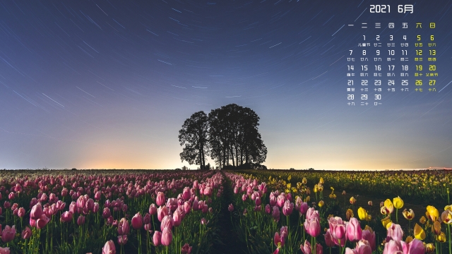 2021年6月唯美郁金花高清桌面日历壁纸