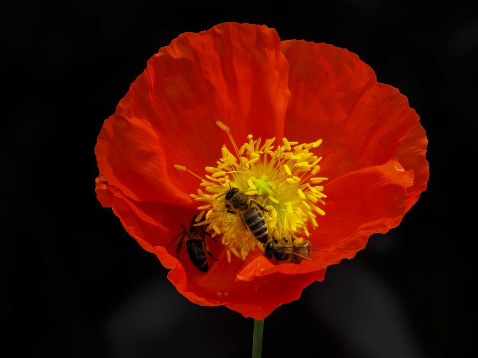 微距摄影_黑色背景红色花朵自然植物中蜜蜂