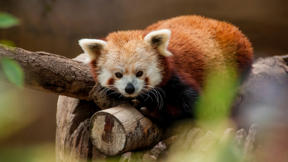 树上可爱的小熊猫呆萌可爱自然风光高清桌面壁纸