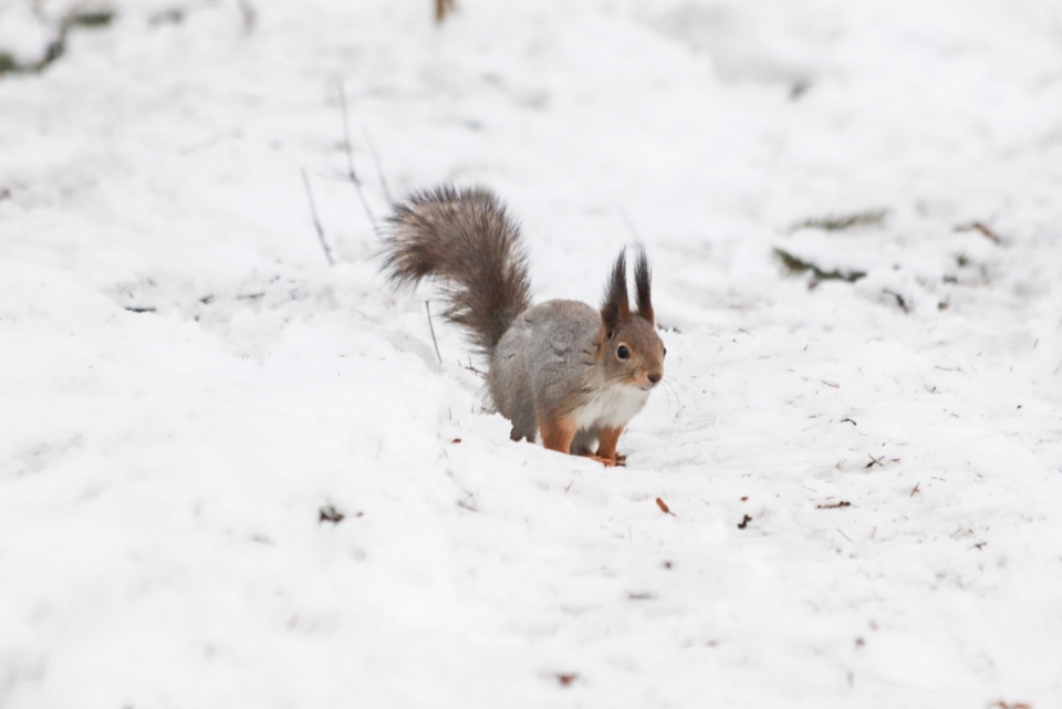 雪地中穿梭觅食可爱松鼠高清特写