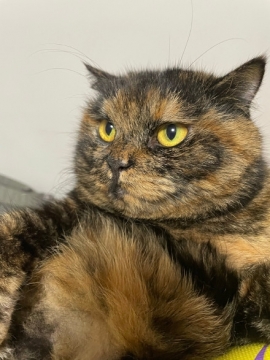 像猫头鹰的猫写真图片