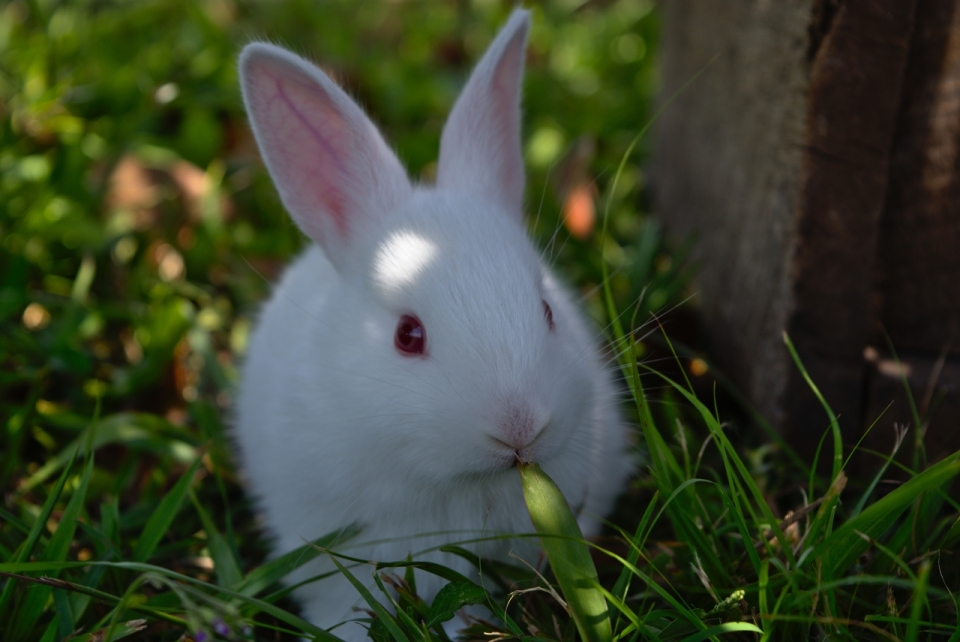 摄影基础_户外自然绿色草坪上可爱白色兔子