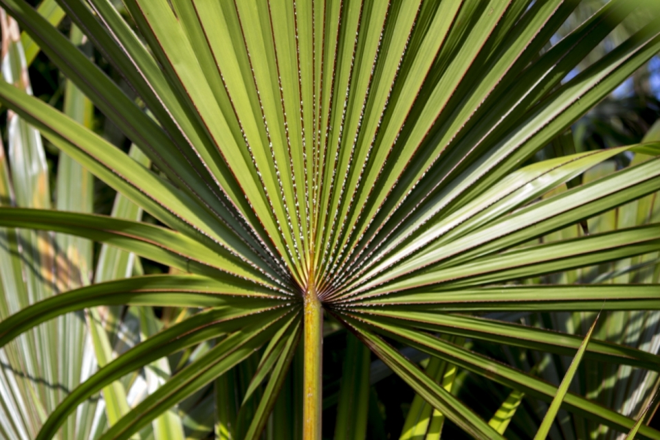 摄影入门_阳光下巨大叶子棕榈树自然植物
