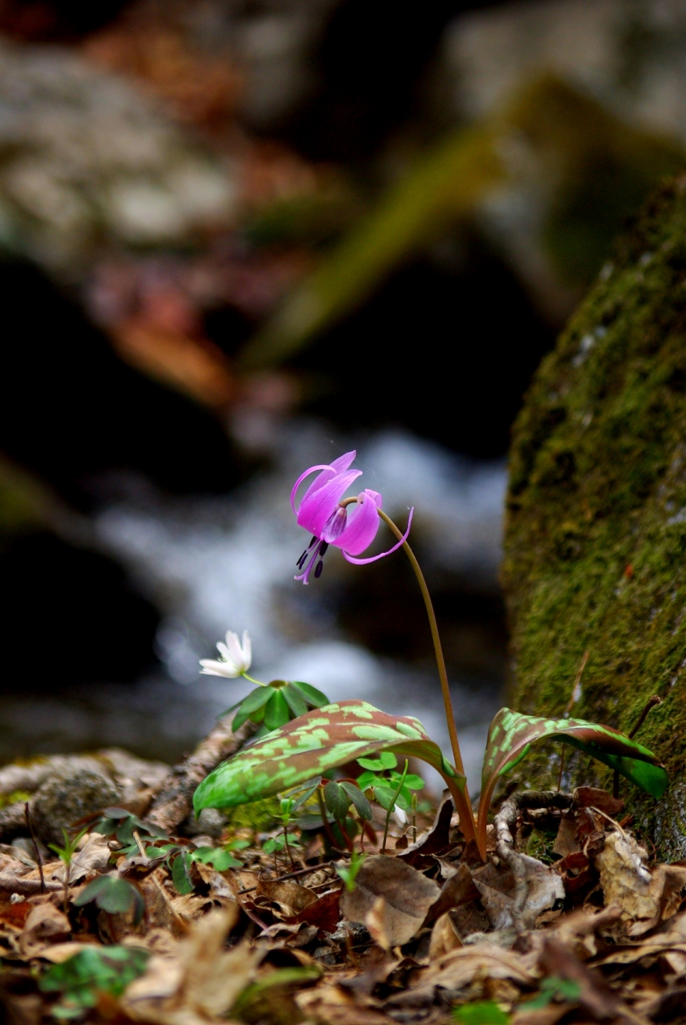 虚化背景森林落叶地面紫色花朵自然植物