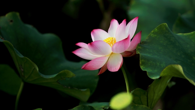 唯美风景荷塘荷花美景图片壁纸