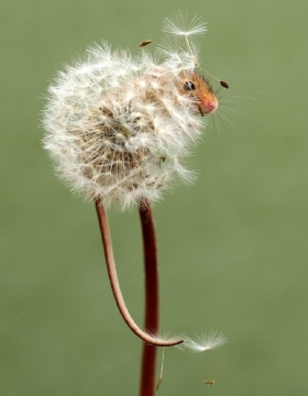 唯美清新绿色护眼蒲公英写真