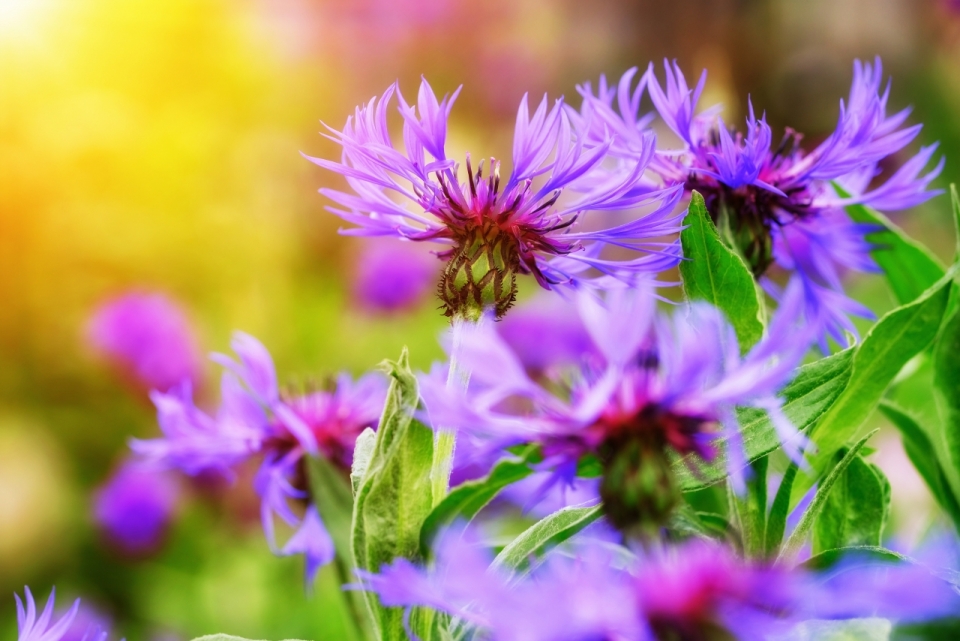 阳光户外自然紫色花朵绿色叶子植物