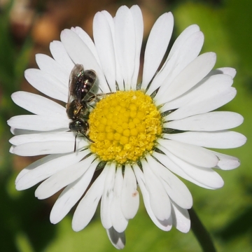 虚化背景户外阳光下白色花朵植物上蜜蜂