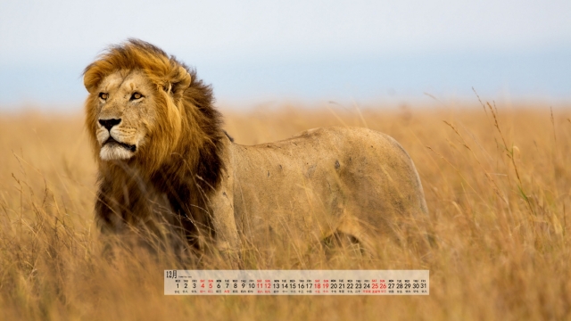 2021年12月草原上凶猛的狮子自然风光优美风景高清壁纸