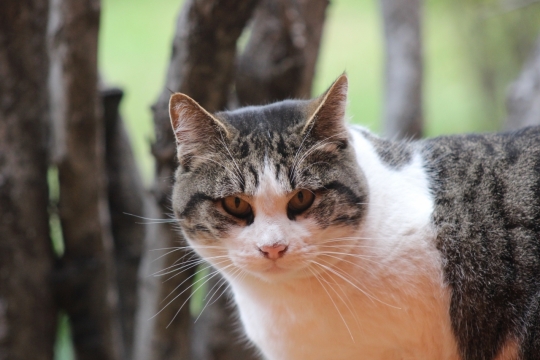 宠物摄影_屋外悠闲散步着的喵星人