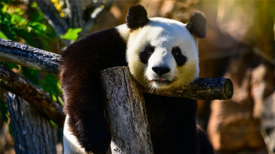 憨态可掬的大熊猫高清桌面壁纸