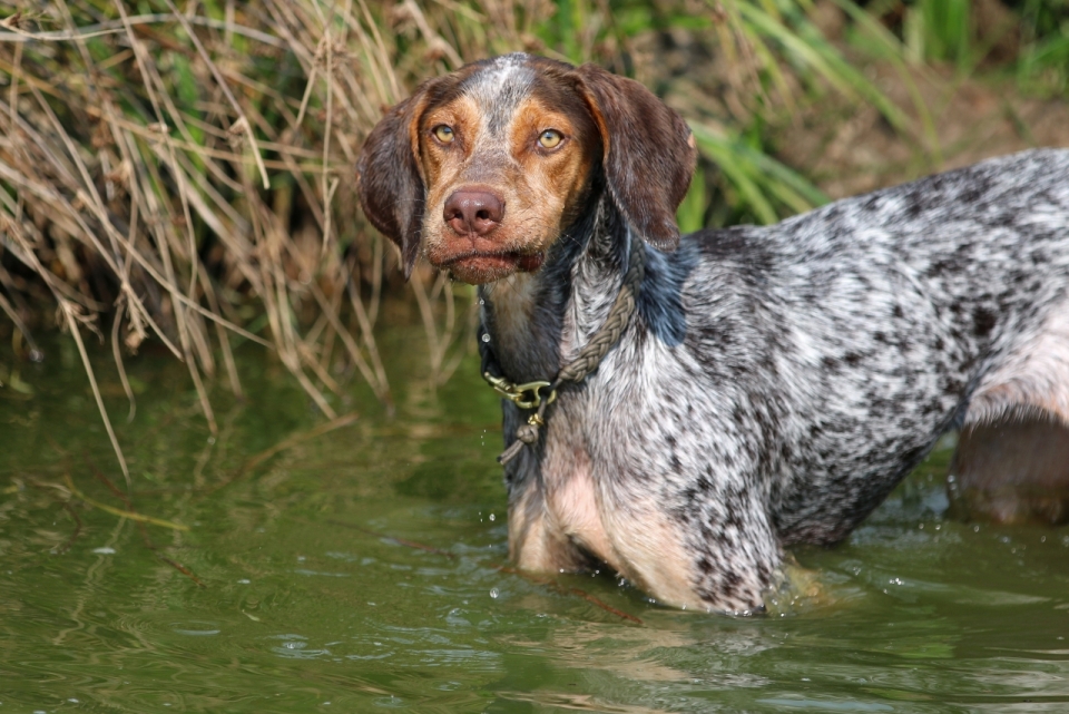 河水中湿透了的斑点狗特写