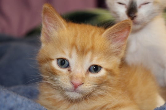 趴在毯子上休息的黄色喵星人脸部特写