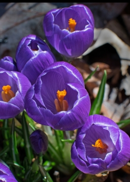 微距摄影_室内绿色叶子紫色花朵黄色花蕊植物