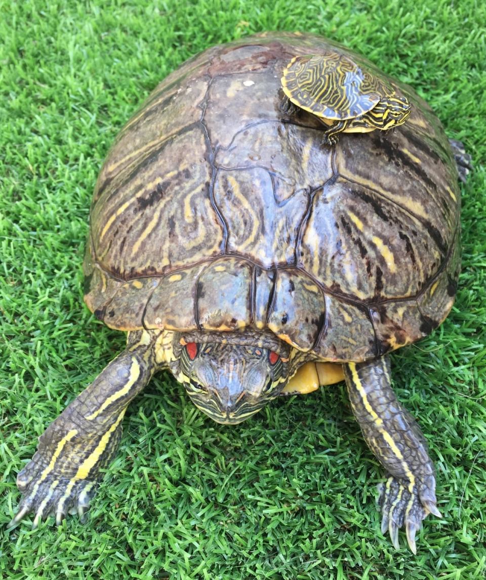 绿色草地上趴着的乌龟背上小乌龟特写摄影