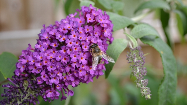 醉鱼草高清桌面壁纸