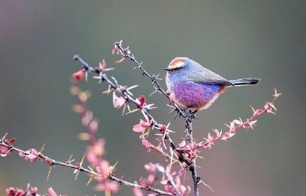唯美动物小鸟花彩雀莺写真图片