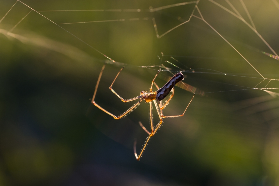 野生动物蜘蛛织网野外高清