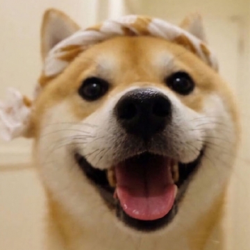 可可爱爱小柴犬头像图片