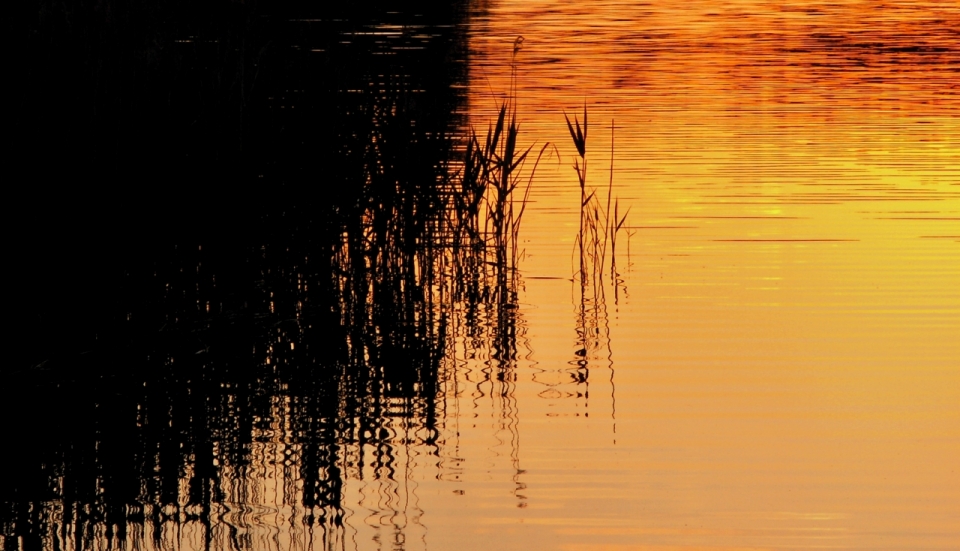 芦苇荡池塘夕阳照射金色风光美景