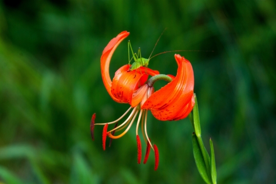 虚化背景自然户外橙色花朵绿色枝叶植物