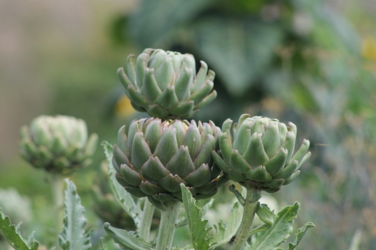 翠绿多肉植物茂密草叶近景拍摄