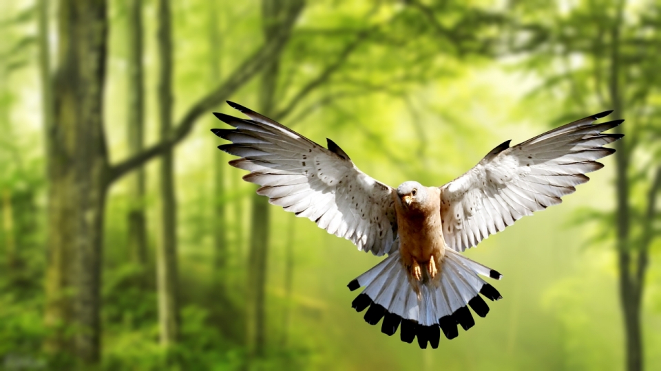 葱郁森林展翅飞翔白色鸟类动物