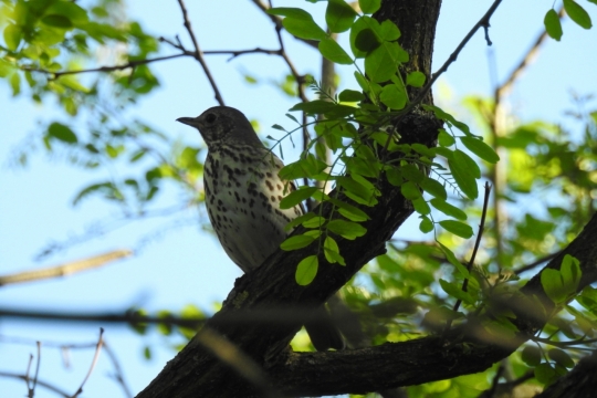 蓝色天空自然树木树枝上野生鸟类动物