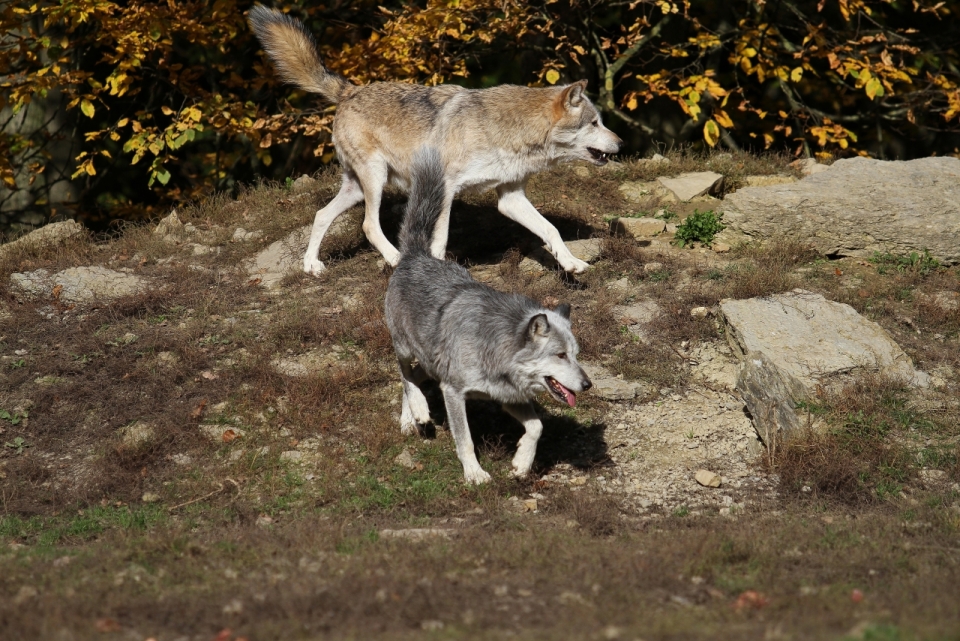 树林外草地上外出觅食的狼
