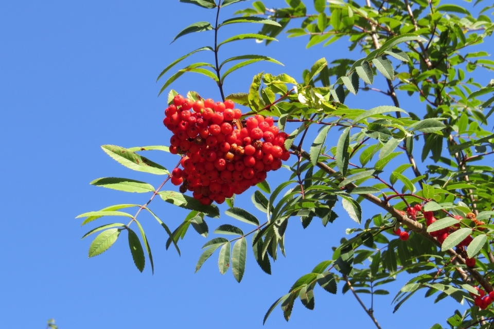 天空下茂密树枝饱满红色果实特写
