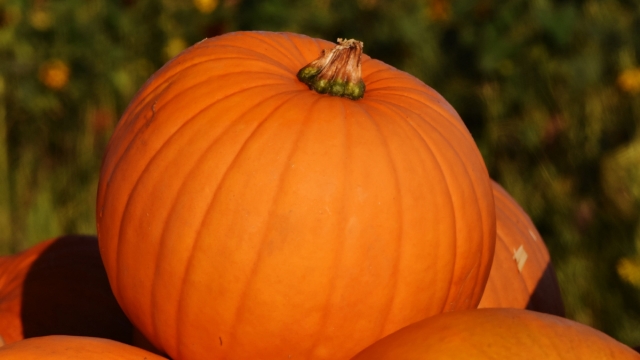 大南瓜又大又黄高清桌面壁纸